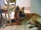 JESTONY WOLF BOY BLUE AT 1 YEAR OLD ( ZACH )- A RUBY/BLUE PUP-TYPICAL BLUE/RED SABLE JESTONY PUPPY